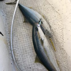 「LaGooN」蒼陽丸 日和号 釣果