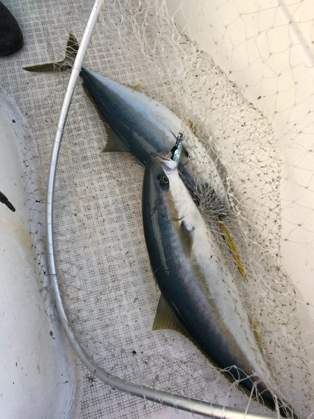 「LaGooN」蒼陽丸 日和号 釣果