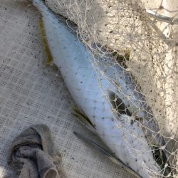 「LaGooN」蒼陽丸 日和号 釣果