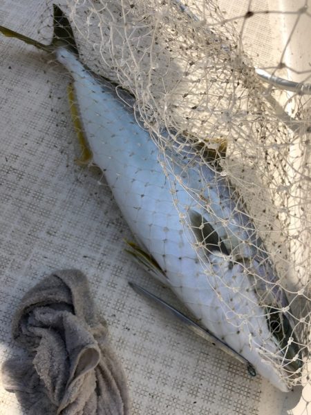 「LaGooN」蒼陽丸 日和号 釣果