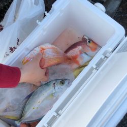 あみや渡船 JIGBOY 釣果