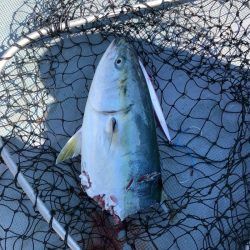 ＴＡＲＯＭＡＲＵ 釣果