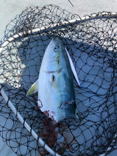 ＴＡＲＯＭＡＲＵ 釣果