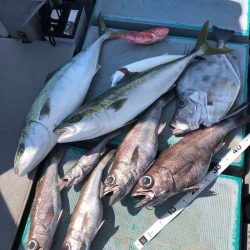 ＴＡＲＯＭＡＲＵ 釣果