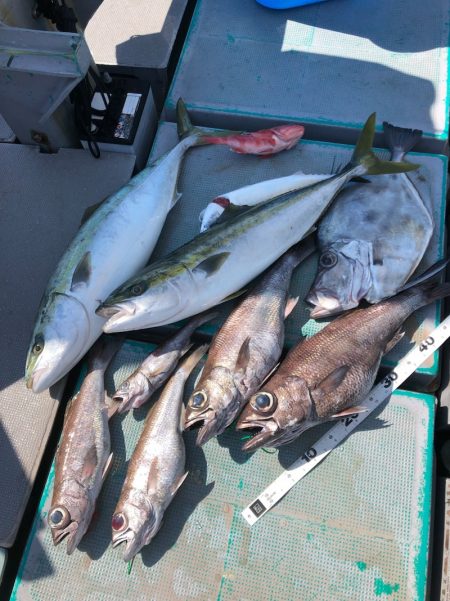 ＴＡＲＯＭＡＲＵ 釣果