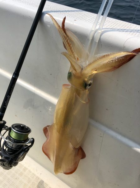 「LaGooN」蒼陽丸 日和号 釣果