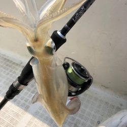 「LaGooN」蒼陽丸 日和号 釣果