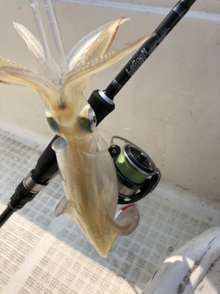 「LaGooN」蒼陽丸 日和号 釣果