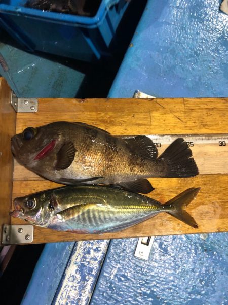 ヤザワ渡船 釣果