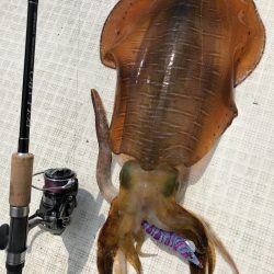 「LaGooN」蒼陽丸 日和号 釣果