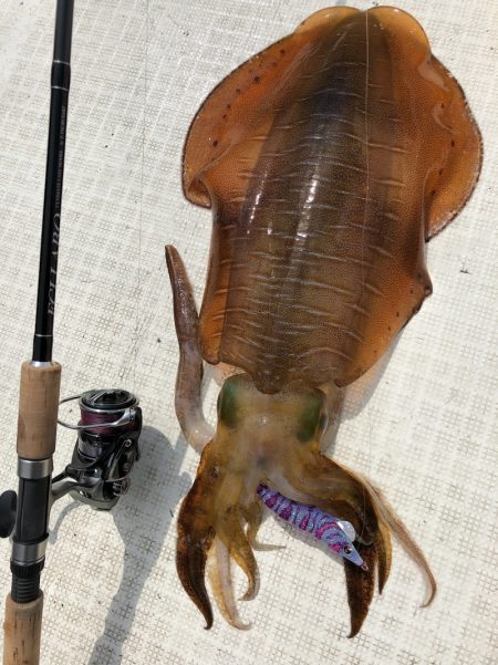 「LaGooN」蒼陽丸 日和号 釣果