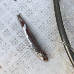 「LaGooN」蒼陽丸 日和号 釣果