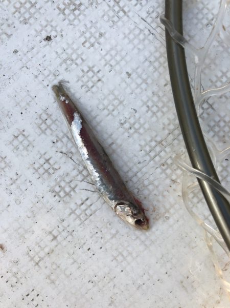 「LaGooN」蒼陽丸 日和号 釣果