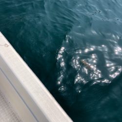 「LaGooN」蒼陽丸 日和号 釣果