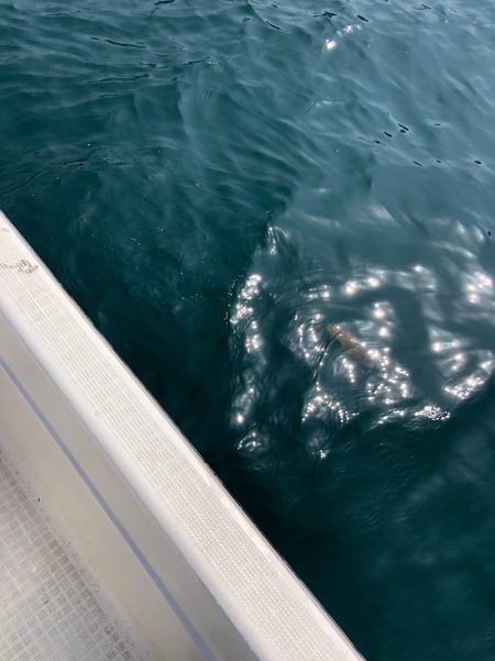 「LaGooN」蒼陽丸 日和号 釣果