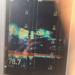 海楽隊 華栞丸 釣果