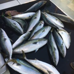 海楽隊 華栞丸 釣果