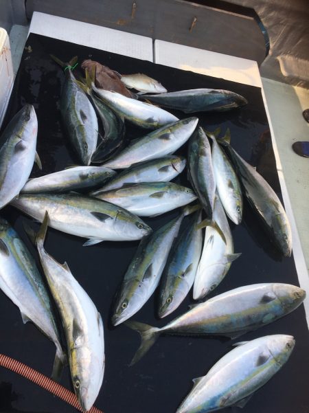 海楽隊 華栞丸 釣果