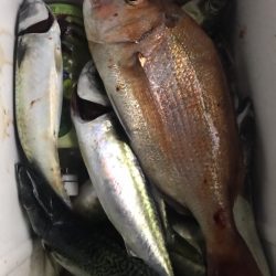 龍神丸(鹿児島) 釣果