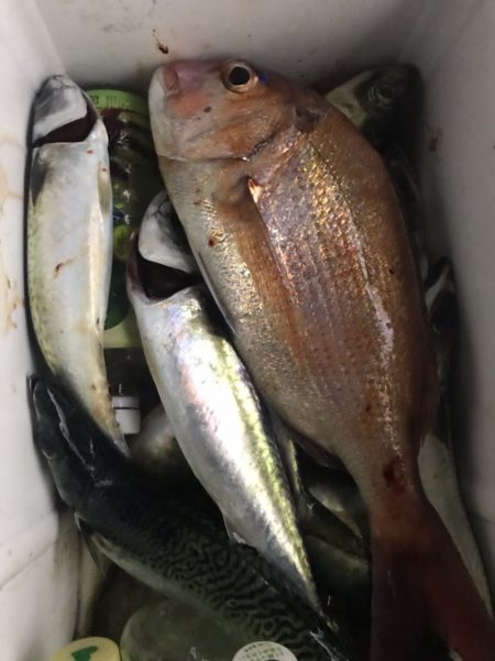 龍神丸(鹿児島) 釣果