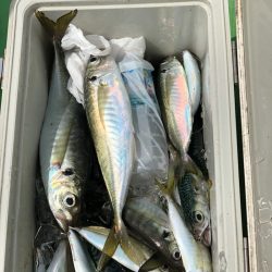 丸万釣船 釣果