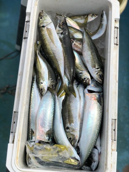 丸万釣船 釣果