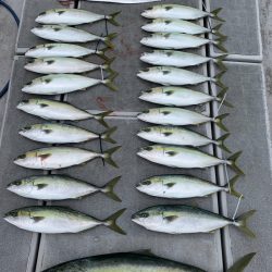 SeaRide(シーライド) 釣果