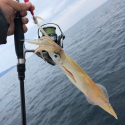 「LaGooN」蒼陽丸 日和号 釣果