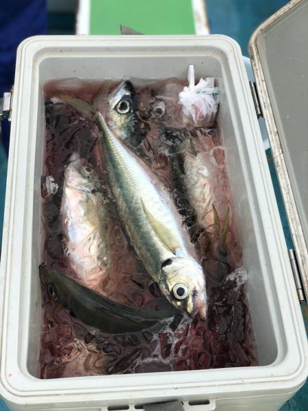 丸万釣船 釣果