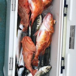丸万釣船 釣果