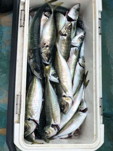 丸万釣船 釣果
