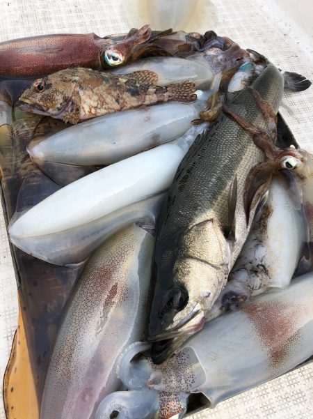 「LaGooN」蒼陽丸 日和号 釣果