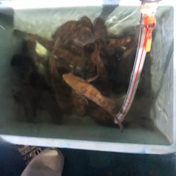 ヤザワ渡船 釣果