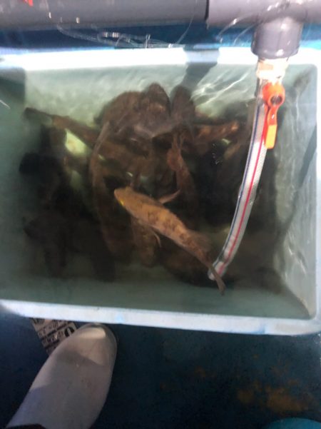 ヤザワ渡船 釣果