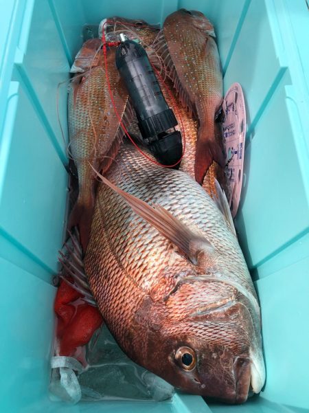 第二八坂丸 釣果