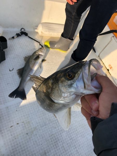 「LaGooN」蒼陽丸 日和号 釣果
