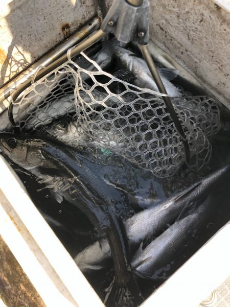 「LaGooN」蒼陽丸 日和号 釣果