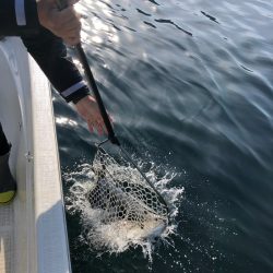 「LaGooN」蒼陽丸 日和号 釣果