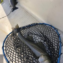 「LaGooN」蒼陽丸 日和号 釣果