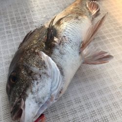 龍神丸（鹿児島） 釣果