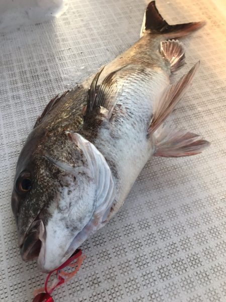 龍神丸（鹿児島） 釣果