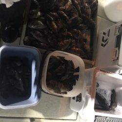 遊漁船メテオ 釣果