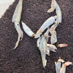 エムズジャーク（M’s JERK） 釣果