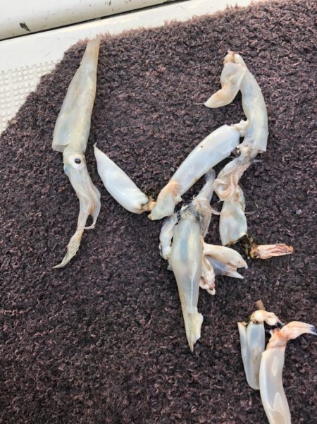 エムズジャーク（M’s JERK） 釣果