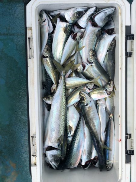 丸万釣船 釣果