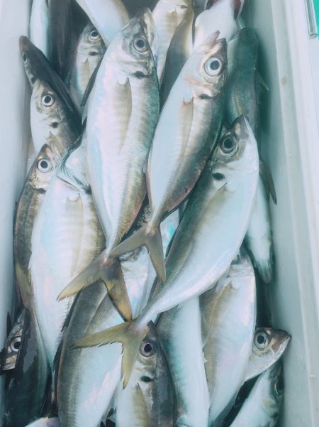 金沢八景鴨下丸 釣果