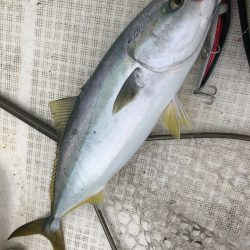 「LaGooN」蒼陽丸 日和号　 釣果