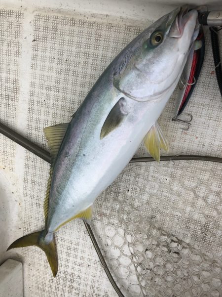 「LaGooN」蒼陽丸 日和号　 釣果