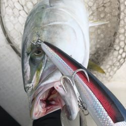 「LaGooN」蒼陽丸 日和号　 釣果