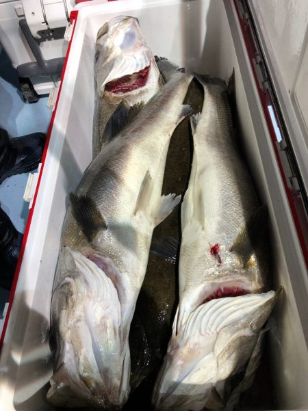 第二八坂丸 釣果